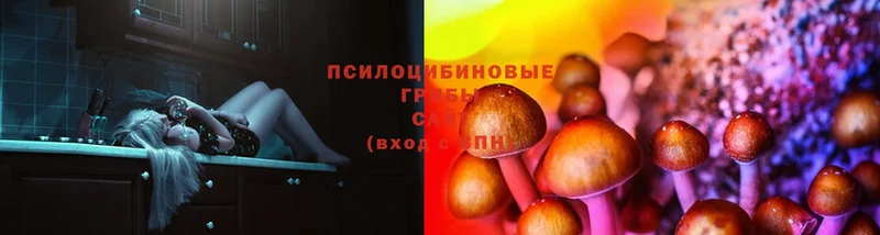 где купить наркоту  даркнет наркотические препараты  Галлюциногенные грибы Cubensis  Хилок 